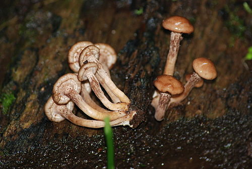 Armillaria puiggarii